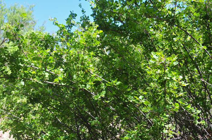 Skunkbush Sumac grows up to 8 feet or more in height and 6 to 10 feet wide. The shrubs are erect with multiple arching branches. The plants are woody with a disagreeable scent. Rhus trilobata var. trilobata 